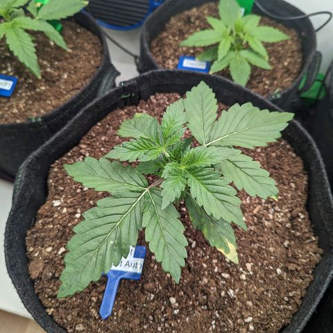 Sunset Sherbet Automatic growlog timeline photo