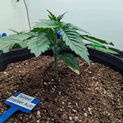 Sunset Sherbet Automatic growlog timeline photo