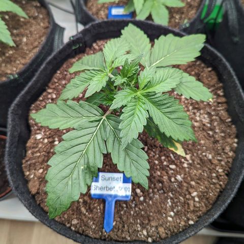 Sunset Sherbet Automatic growlog timeline photo