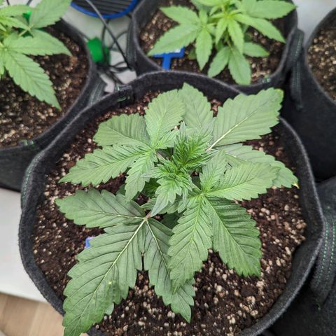 Sunset Sherbet Automatic growlog timeline photo
