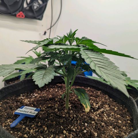 Sunset Sherbet Automatic growlog timeline photo