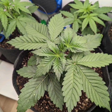 Sunset Sherbet Automatic growlog timeline photo