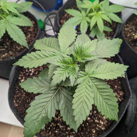 Sunset Sherbet Automatic growlog timeline photo