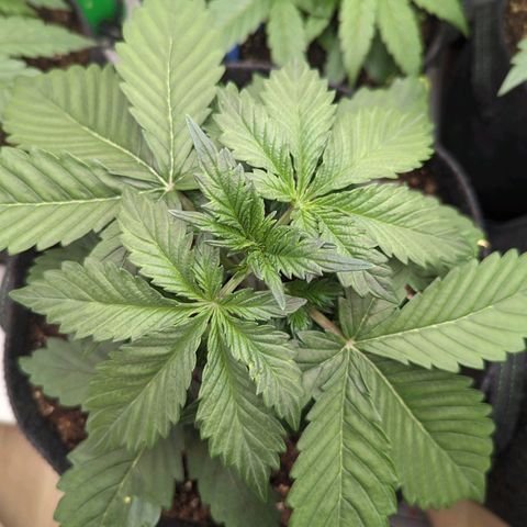 Sunset Sherbet Automatic growlog timeline photo