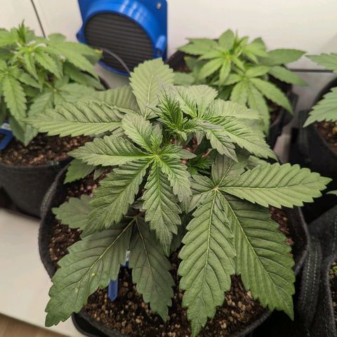 Sunset Sherbet Automatic growlog timeline photo