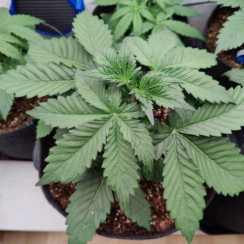 Sunset Sherbet Automatic growlog timeline photo