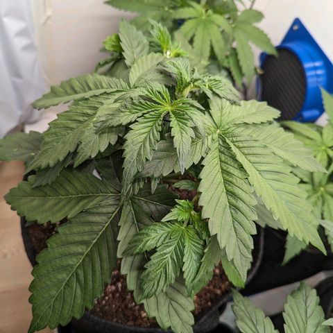 Sunset Sherbet Automatic growlog timeline photo