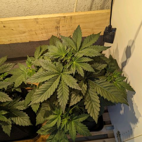 Sunset Sherbet Automatic growlog timeline photo