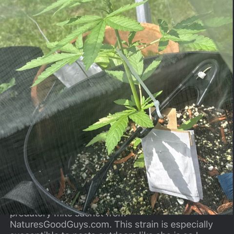 YoYo  growlog photo: Today is the 3 week mark! This morning I hung a predatory mite sachet from NaturesGoodGuys.com. This strain is especially susceptible to pests outdoors like she is so I wanted to be proactive with some Amblyseius cucumeris. I can’t recall ever seeing a ladybug out here in the wild so I didn’t want to risk a faulty introduction of invasive species/bugs…Idk I just want to be safe for my first go round. Ya know? Also yes I had to Jimmy rig a stand to hold it suspended (I didn’t order the correct release method). Half of a plastic cloths hanger and half of a wire one. I didn’t have any plugs so I used rubber and cloth thread to give the wire traction/hold. Zip ties to hold it together to ensure no chemicals are present to contaminate the plant or “good” mites. 