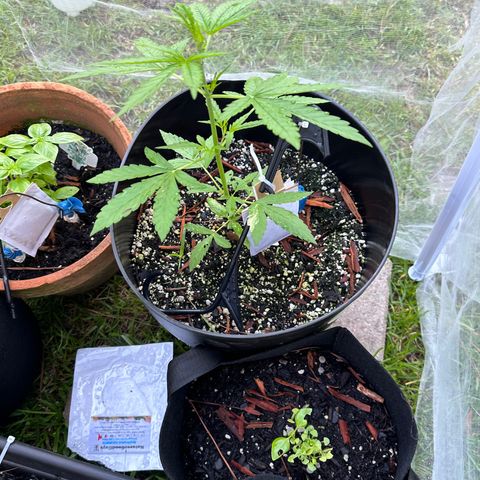 YoYo  growlog photo: Good thing that I had already released predatory mites before I noticed that some critters/pests had been munching on those lower leaves decent. Should I remove them?