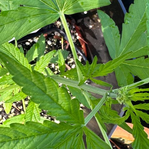 YoYo  growlog photo: Good thing that I had already released predatory mites before I noticed that some critters/pests had been munching on those lower leaves decent. Should I remove them?