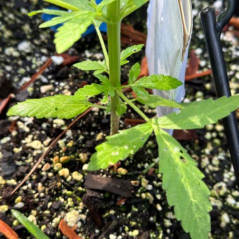 YoYo  growlog photo: Good thing that I had already released predatory mites before I noticed that some critters/pests had been munching on those lower leaves decent. Should I remove them?
