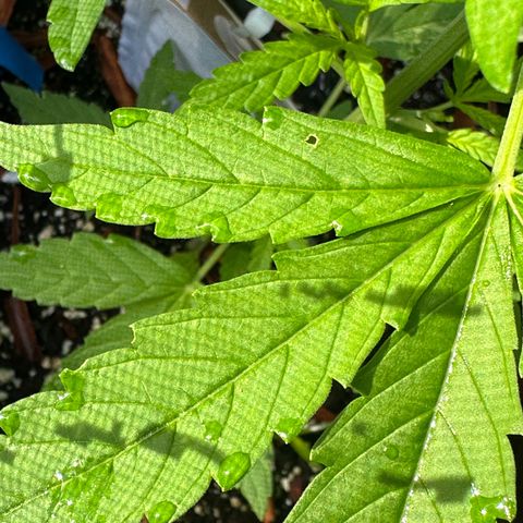 YoYo  growlog photo: Good thing that I had already released predatory mites before I noticed that some critters/pests had been munching on those lower leaves decent. Should I remove them?
