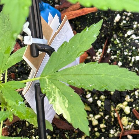 YoYo  growlog photo: Good thing that I had already released predatory mites before I noticed that some critters/pests had been munching on those lower leaves decent. Should I remove them?
