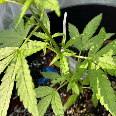 YoYo  growlog photo: Good thing that I had already released predatory mites before I noticed that some critters/pests had been munching on those lower leaves decent. Should I remove them?