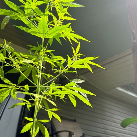 YoYo  growlog photo: There’s the little inchworm pest 🫣