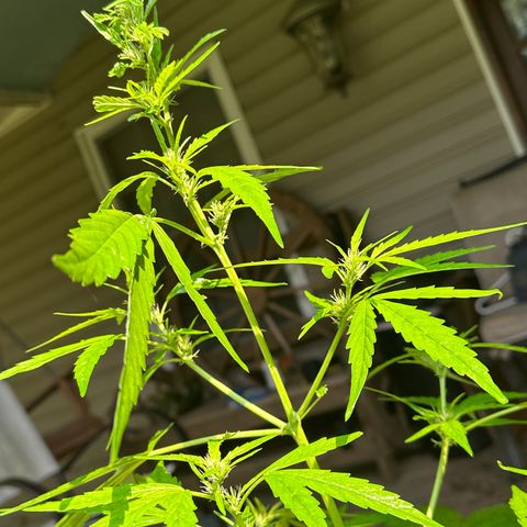 YoYo  growlog photo: There’s the little inchworm pest 🫣