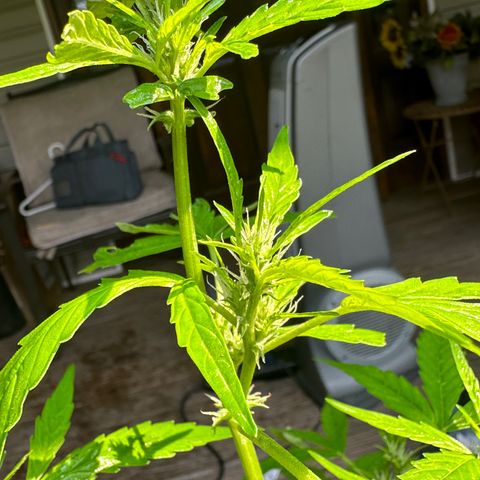 YoYo  growlog photo: There’s the little inchworm pest 🫣