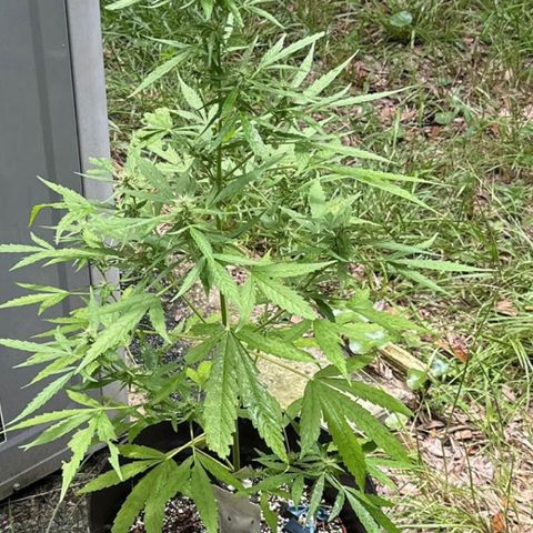 YoYo  growlog photo: Just entered flowering!