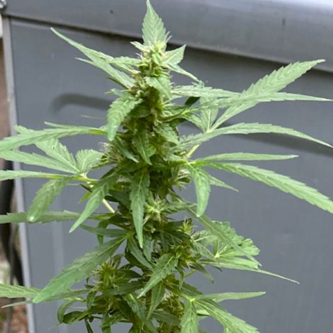YoYo  growlog photo: In her thirdish week of flowering and holding her own out in the elements. Captain Jack BT helped with the caterpillars and I always keep my neem in roto 