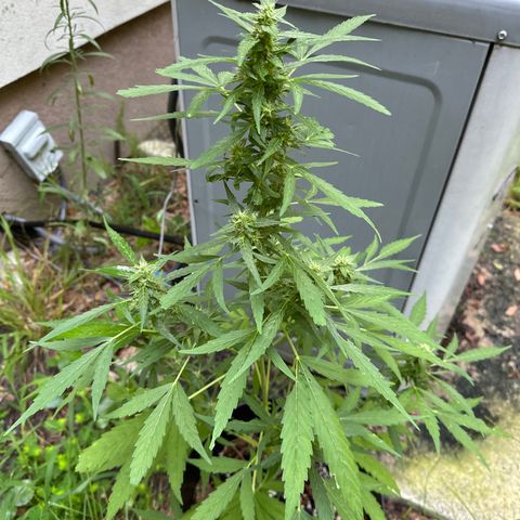 YoYo  growlog photo: In her thirdish week of flowering and holding her own out in the elements. Captain Jack BT helped with the caterpillars and I always keep my neem in roto 