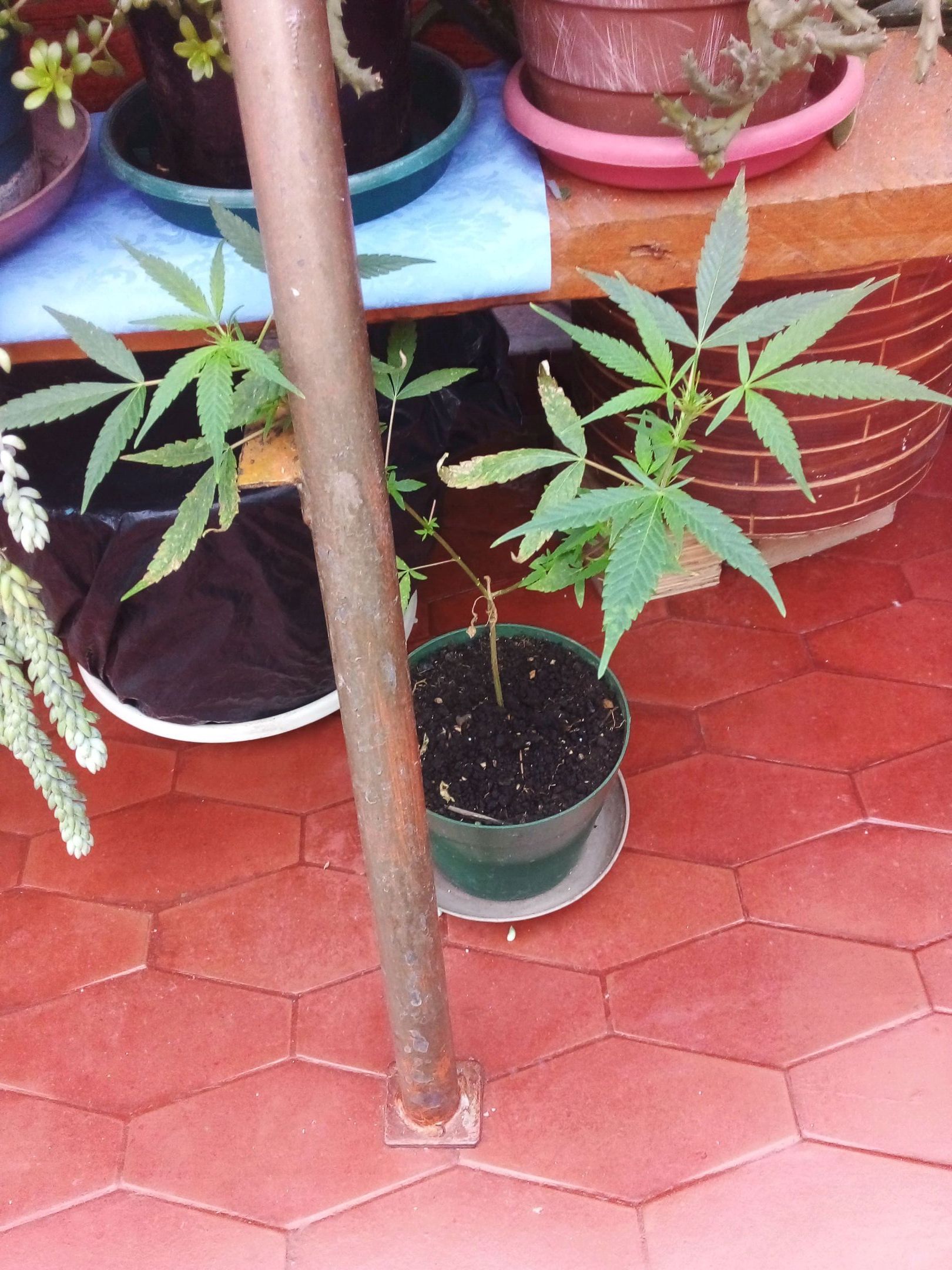 Gorilla  growlog header