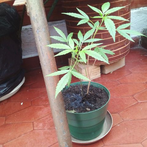 Gorilla  growlog photo