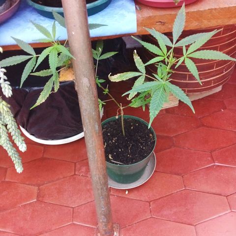 Gorilla growlog in Interior