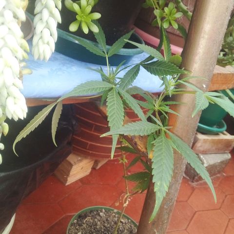 Gorilla  growlog photo