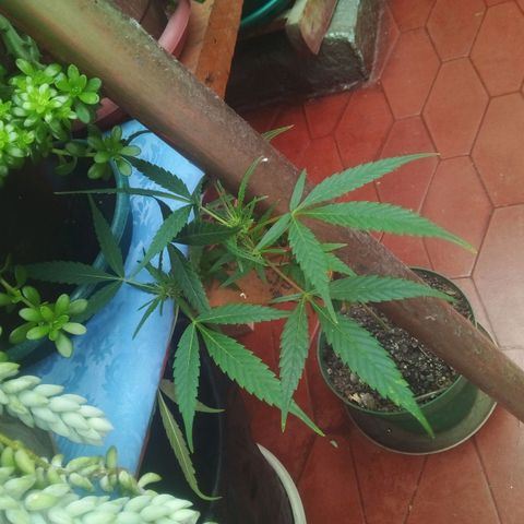 Gorilla  growlog photo