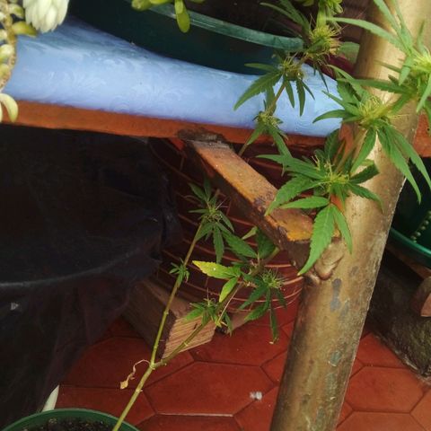 Gorilla  growlog photo