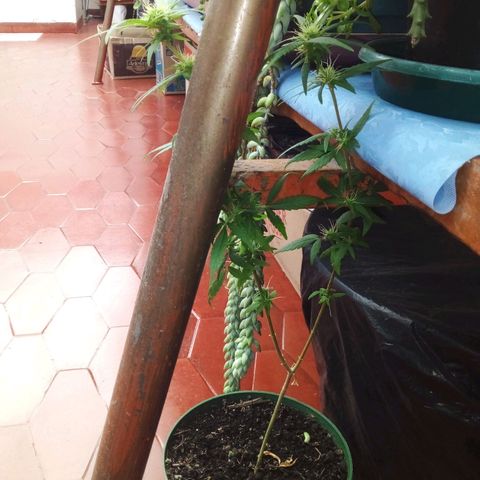 Gorilla  growlog photo: Proceso en invernadero 12 por 12....con defisiencias hojas mediabaja recordar que la plana desde sus inicio fue atacada por plagas y falta de nutrientes día de hoy generando nuevos prepistilos o tricomas.