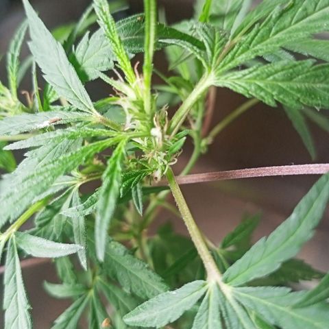 Banana 🍌 Kush auto  growlog timeline photo