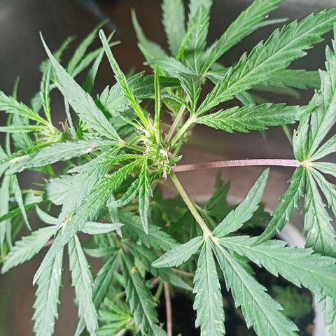 Banana 🍌 Kush auto  growlog timeline photo
