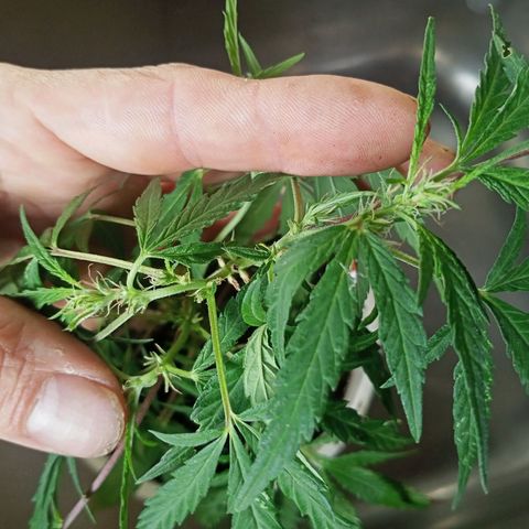 Banana 🍌 Kush auto  growlog timeline photo