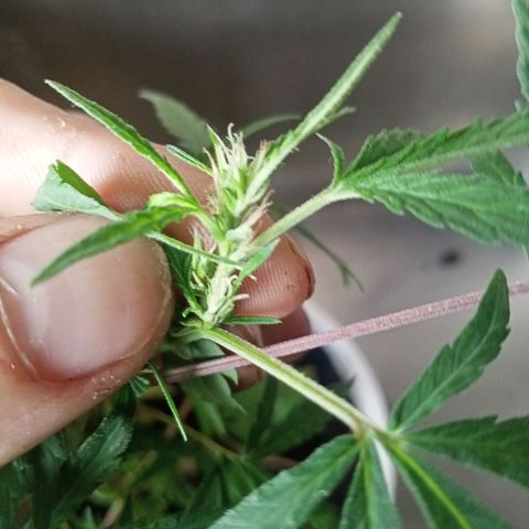 Banana 🍌 Kush auto  growlog timeline photo
