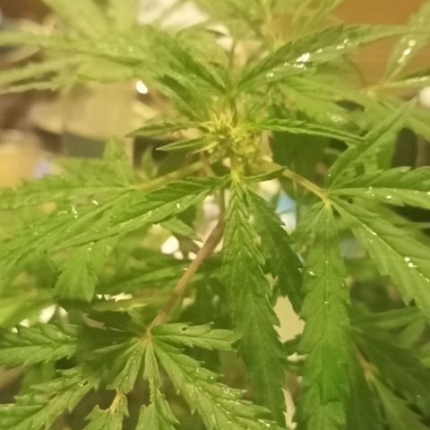 Banana 🍌 Kush auto  growlog timeline photo