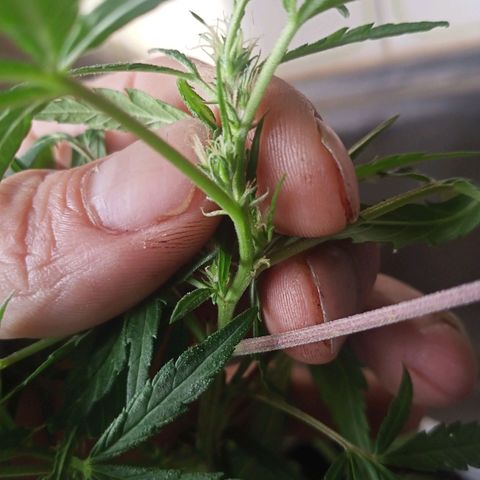 Banana 🍌 Kush auto  growlog timeline photo