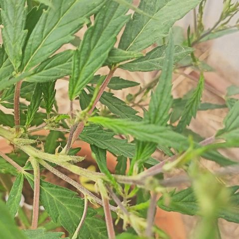 Banana 🍌 Kush auto  growlog timeline photo