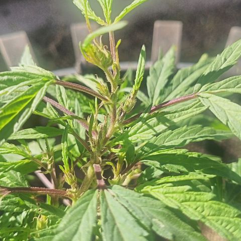 Banana 🍌 Kush auto  growlog timeline photo