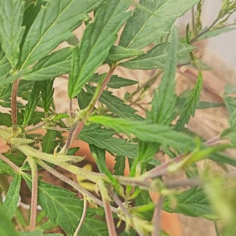 Banana 🍌 Kush auto  growlog timeline photo