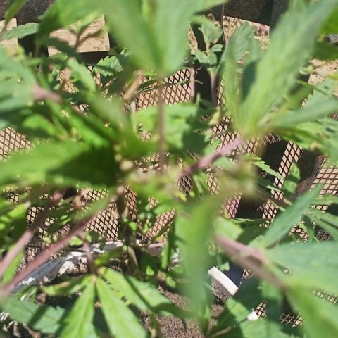 Banana 🍌 Kush auto  growlog timeline photo