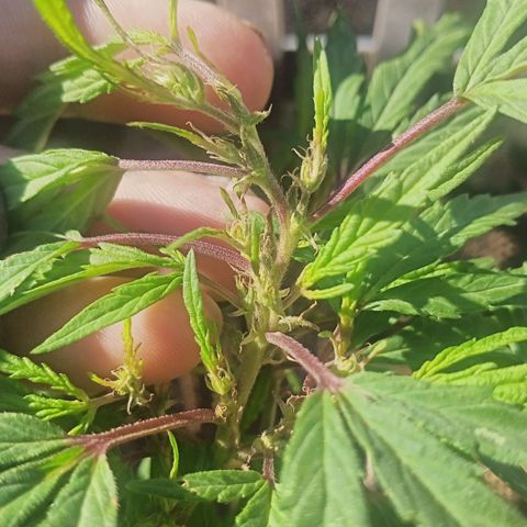 Banana 🍌 Kush auto  growlog timeline photo