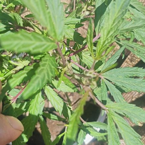 Banana 🍌 Kush auto  growlog timeline photo