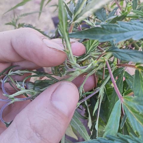 Banana 🍌 Kush auto  growlog timeline photo