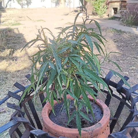 Banana 🍌 Kush auto  growlog timeline photo