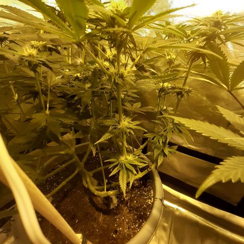 Runtz x Gorilla  #3 growlog timeline photo
