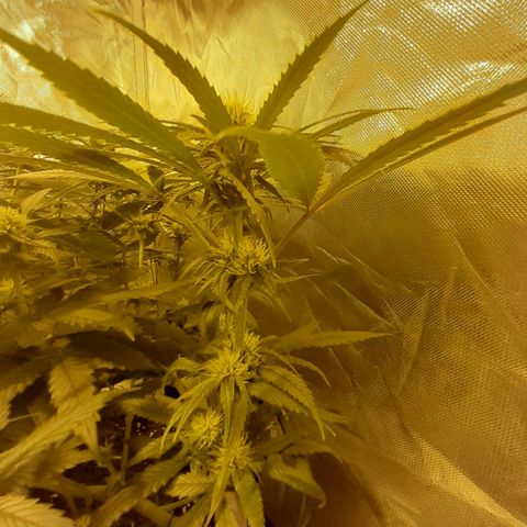 Runtz x Gorilla  #3 growlog timeline photo