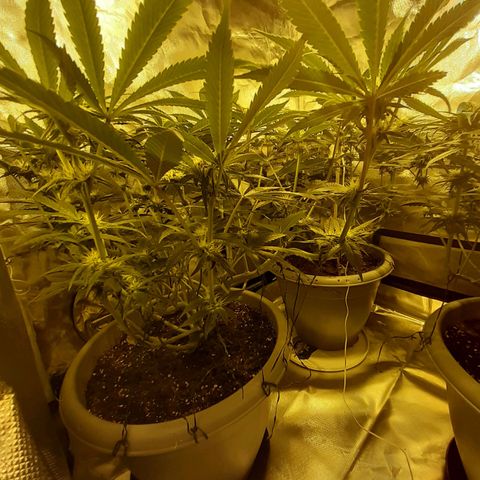 Runtz x Gorilla  #3 growlog timeline photo