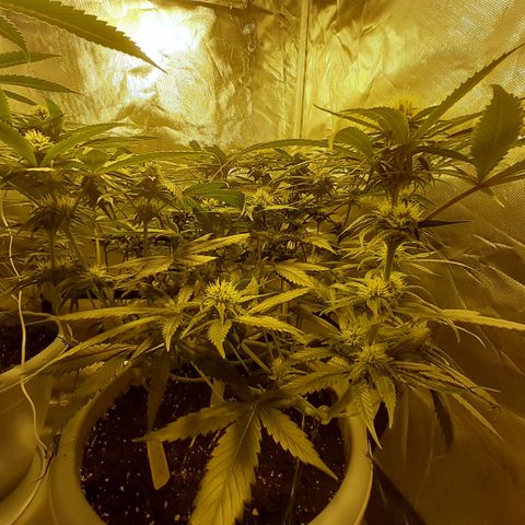 Runtz x Gorilla  #3 growlog timeline photo